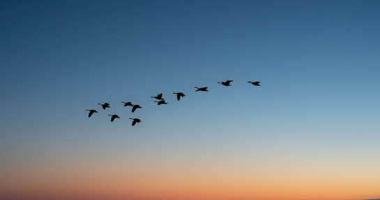 birds migrating - medicare plan comparison